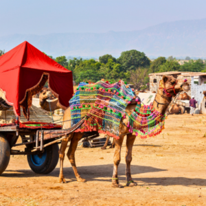 A camel taxi at Pushkar Camel Fair