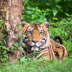 A bengal tiger