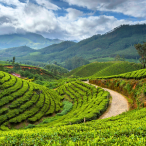 Lush green tea gardens of darjeeling