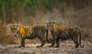 Tiger cubs in India Indian Wildlife Sanctuary