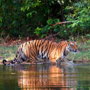 Tiger in a waterhole in Bandhavgarh