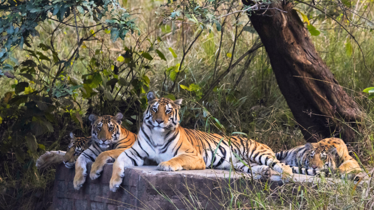 Jungles_Of_Central_India