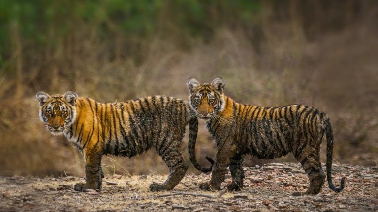 Tiger cubs in India Indian Wildlife Sanctuary