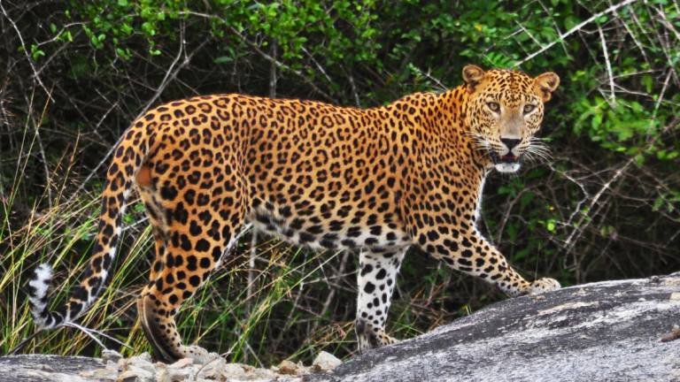Leopard in Wilpattu National Park