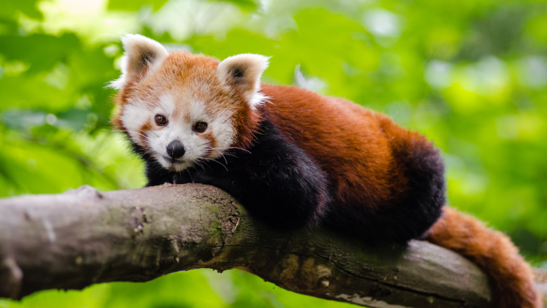 Red panda